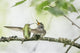 Anna's Hummingbird feeding a just-fledged chick on a branch poster print by Gary Luhm.