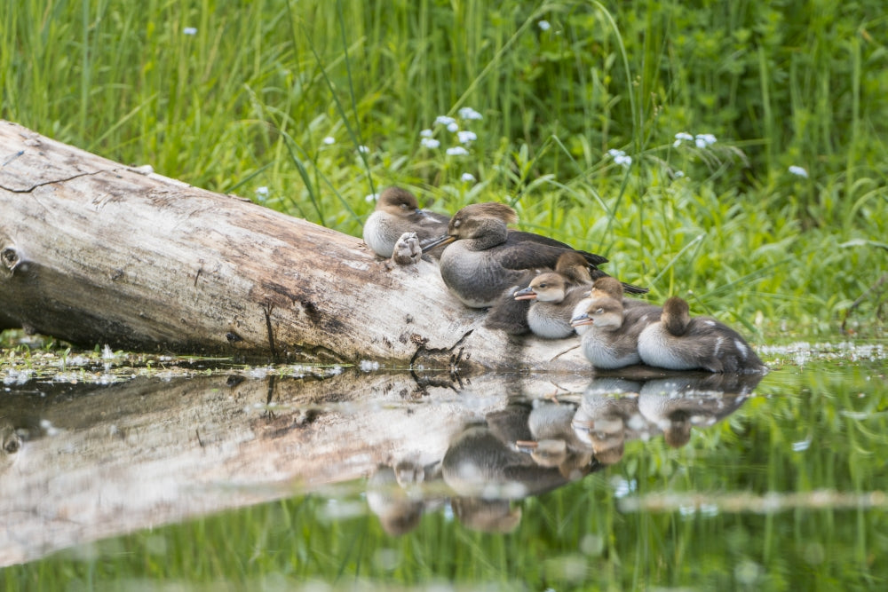 Female Hooded Merganser on a log with ducklings in Western Washington poster print