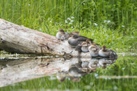 Female Hooded Merganser on a log with ducklings in Western Washington poster print
