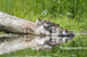 Female Hooded Merganser on a log with ducklings in Western Washington poster print
