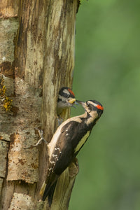 Male Hairy Woodpecker feeding chick at nest in western Washington - Poster Print