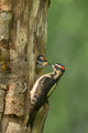 Male Hairy Woodpecker feeding chick at nest in western Washington - Poster Print