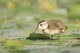 Wood Duck duckling on lily pad poster print by Gary Luhm.