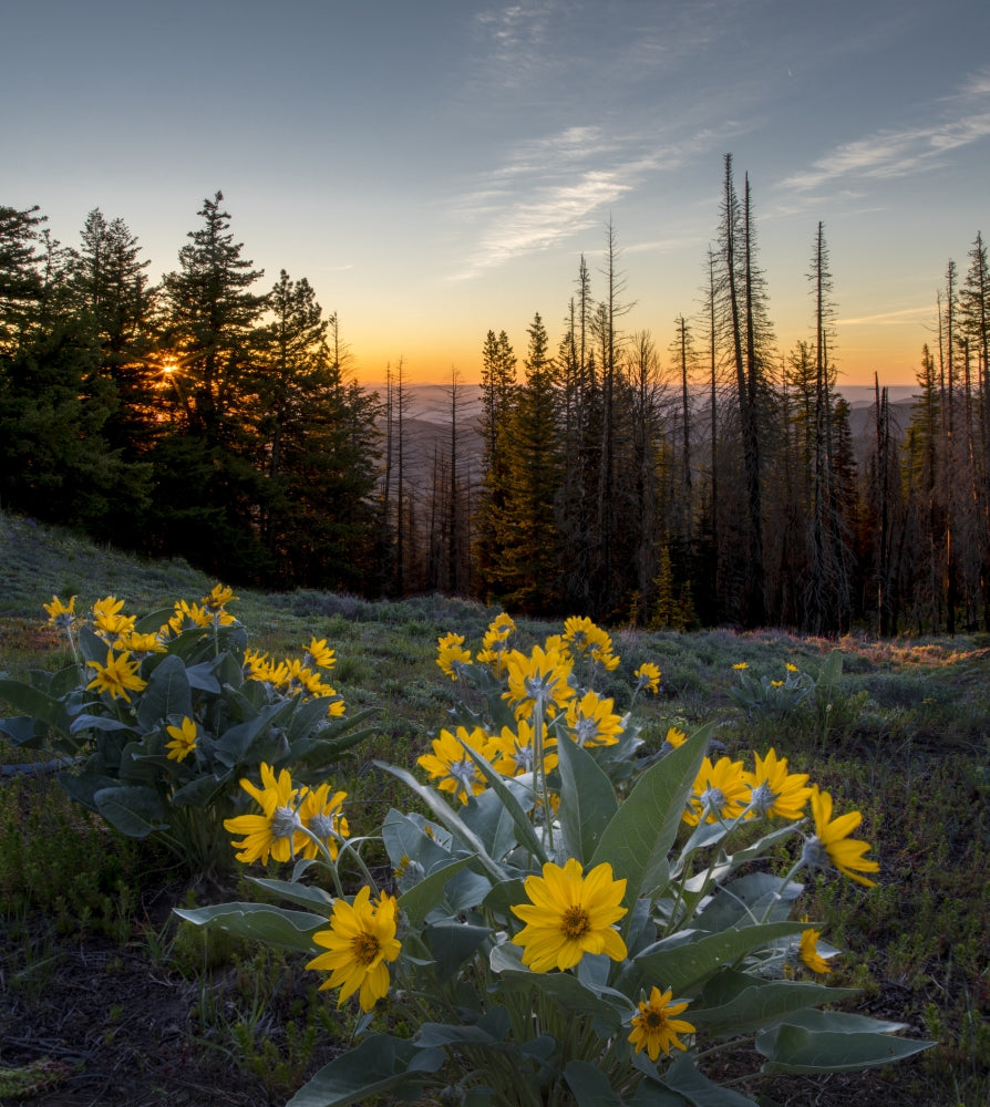 Arrowleaf Balsamroot at sunrise in a meadow poster print by Gary Luhm.