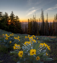 Arrowleaf Balsamroot at sunrise in a meadow poster print by Gary Luhm.