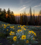 Arrowleaf Balsamroot at sunrise in a meadow poster print by Gary Luhm.