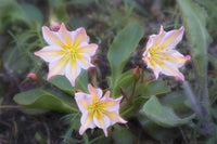 WA. Tweedy's Lewisia wildflower poster print by Gary Luhm showcasing vibrant colors.