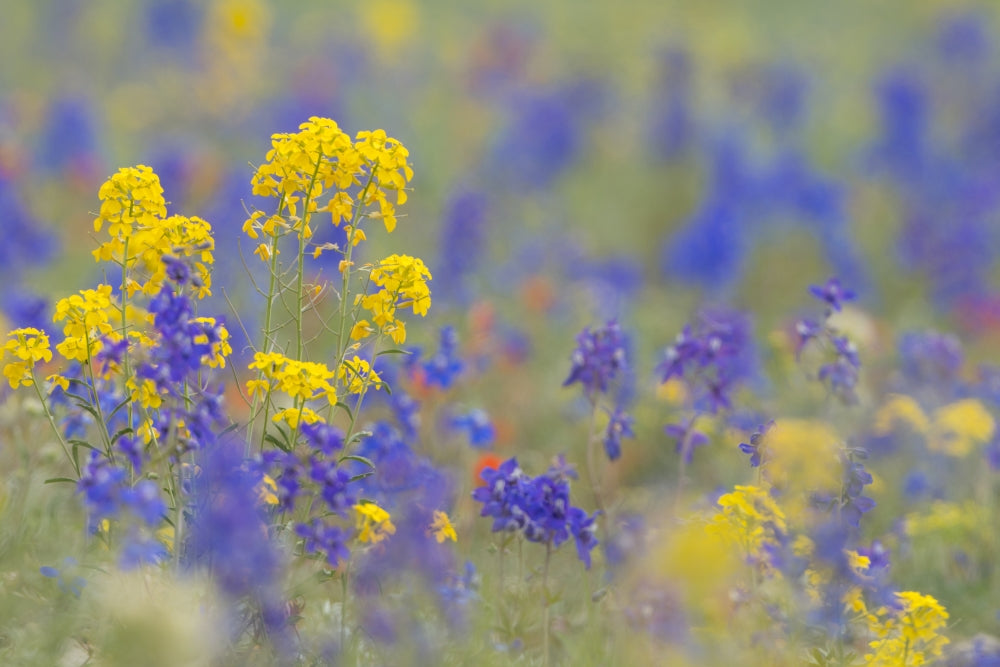 Yellow Western Wallflower and Rockslide Larkspur poster print by Gary Luhm.