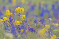 Yellow Western Wallflower and Rockslide Larkspur poster print by Gary Luhm.
