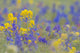 Yellow Western Wallflower and Rockslide Larkspur poster print by Gary Luhm.