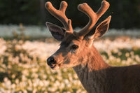 Black-tailed deer portrait in Avalanche Lily field poster print by Gary Luhm