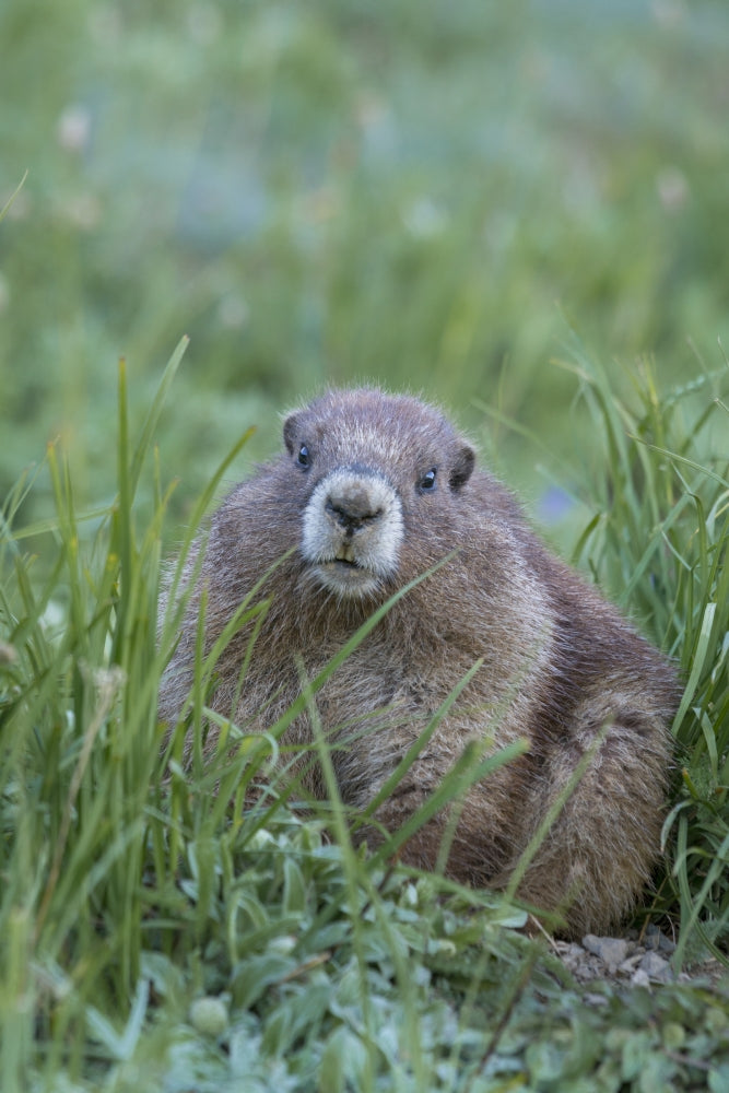 Endemic Olympic Marmot juvenile near Hurricane Ridge poster print