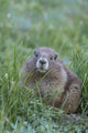 Endemic Olympic Marmot juvenile near Hurricane Ridge poster print