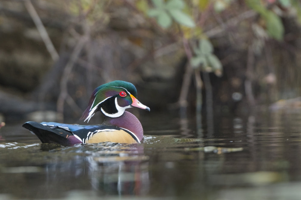Male Wood Duck perched on a pond in Seattle, Washington - poster print by Gary Luhm.