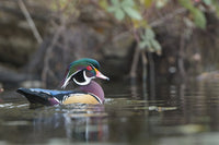 Male Wood Duck perched on a pond in Seattle, Washington - poster print by Gary Luhm.