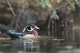 Male Wood Duck perched on a pond in Seattle, Washington - poster print by Gary Luhm.