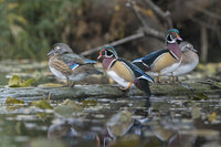 Wood Ducks perched on a log in Union Bay, Seattle - Poster Print