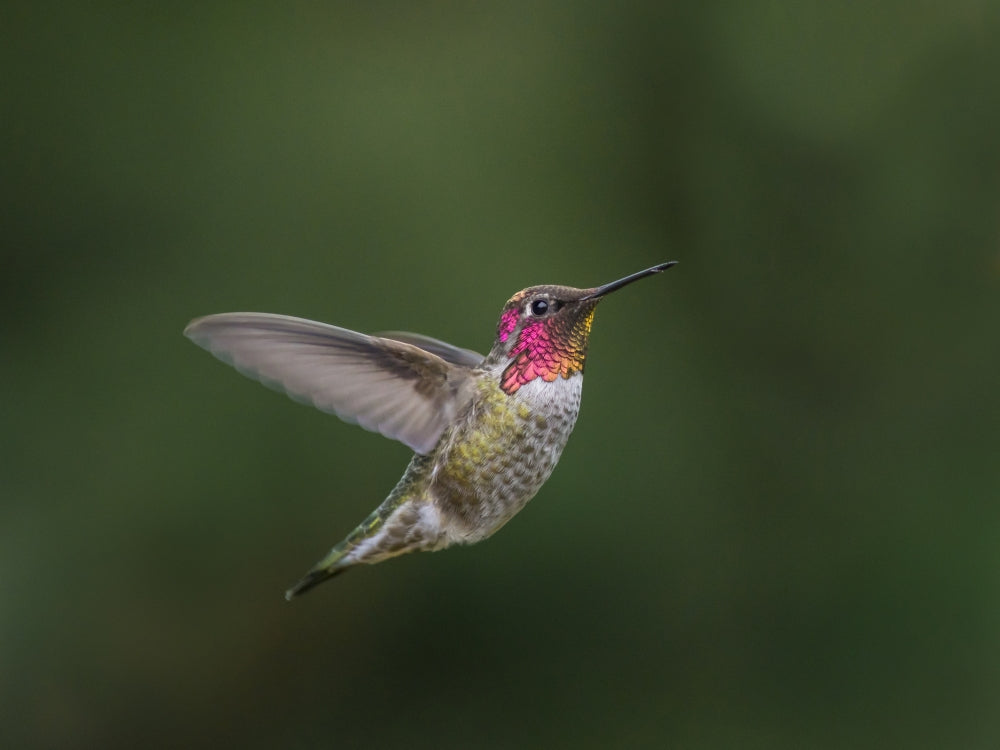 Male Anna's Hummingbird (Calypte anna) hovering in flight poster print by Gary Luhm.