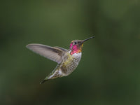 Male Anna's Hummingbird (Calypte anna) hovering in flight poster print by Gary Luhm.