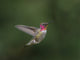 Male Anna's Hummingbird (Calypte anna) hovering in flight poster print by Gary Luhm.