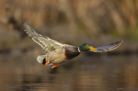 Male Mallard flying over Union Bay in Seattle Poster Print by Gary Luhm.