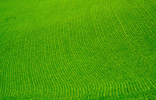 Palouse Green Field Poster Print featuring lush green landscapes by George Theodore.