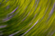 USA Washington State Plant Abstract Poster Print by George Theodore
