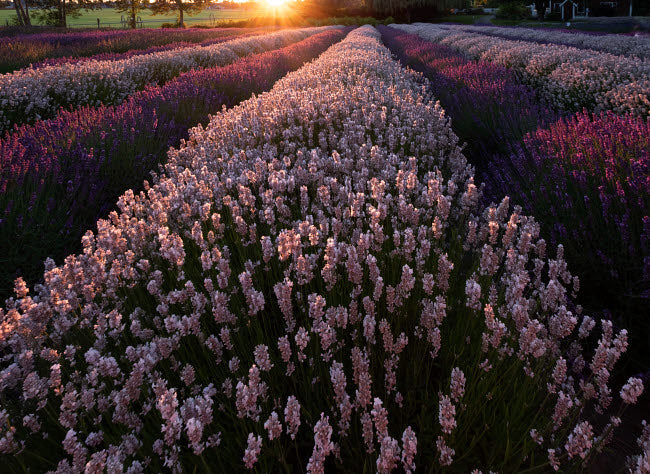 USA Washington State Lavender Fields Poster Print by George Theodore