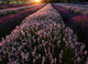 USA Washington State Lavender Fields Poster Print by George Theodore