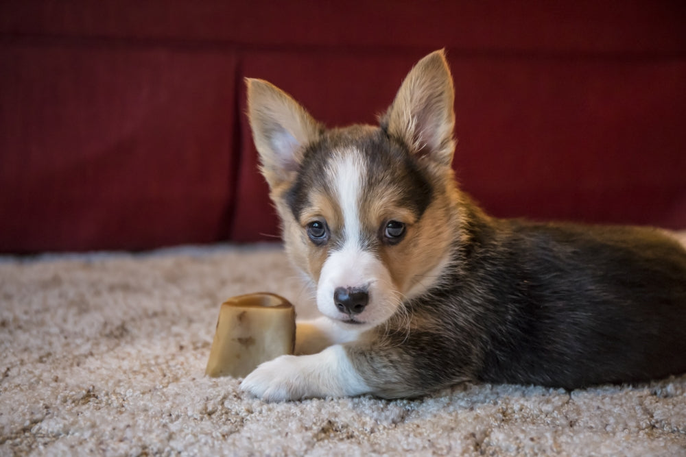 Portrait of an eight week old Corgi puppy resting on the carpet guarding his bone.
