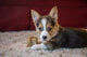 Portrait of an eight week old Corgi puppy resting on the carpet guarding his bone.