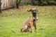 Rhodesian Ridgeback puppy sitting outside holding a stick - Poster Print