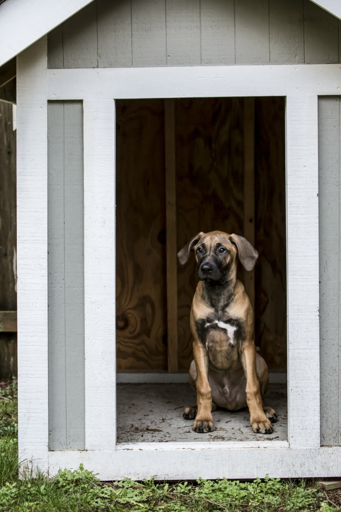 Rhodesian Ridgeback puppy sitting in outdoor doghouse poster print.