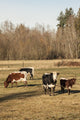 Pinzgauer beef cattle grazing in lush pasture captured by Janet Horton