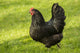 Free-ranging Black Australorp chicken poster print by Janet Horton, showcasing the beauty of rural life.