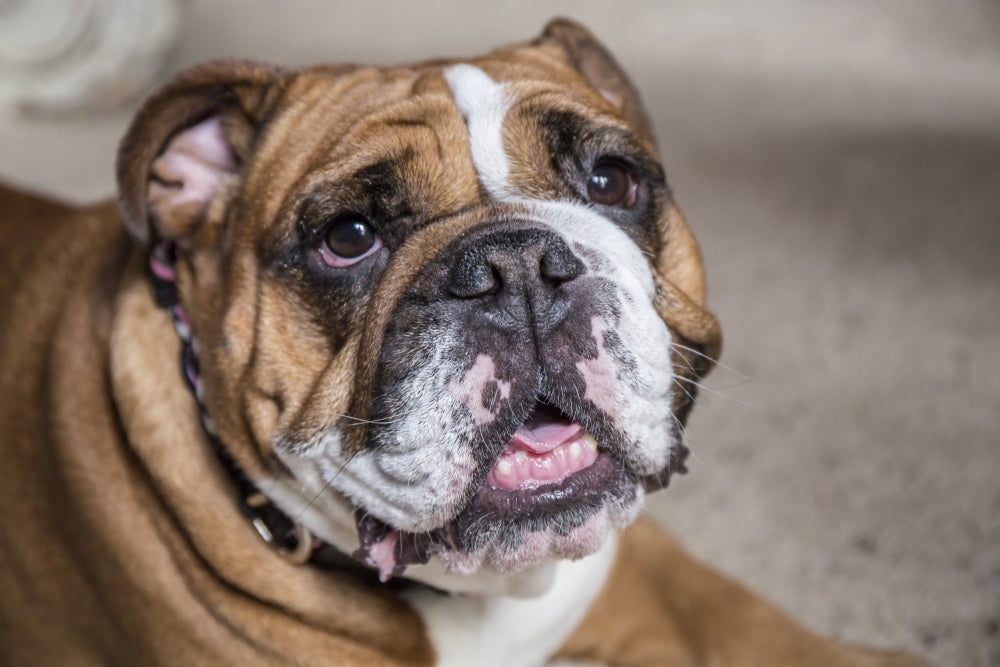Poster print of Tessa the English Bulldog resting by Janet Horton.