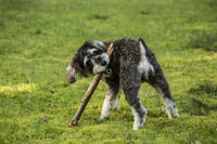 Adorable Schnoodle puppy chewing on a stick in the yard poster print