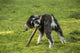 Adorable Schnoodle puppy chewing on a stick in the yard poster print