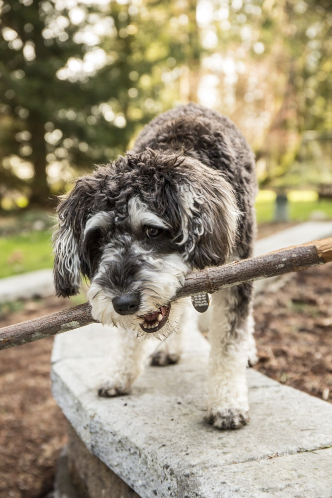 Schnoodle puppy carrying a stick in the yard poster print by Janet Horton
