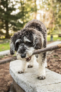 Schnoodle puppy carrying a stick in the yard poster print by Janet Horton