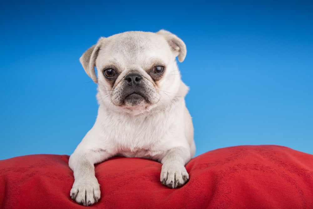 White pug puppy resting on a red cushion poster print.