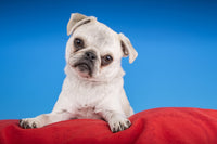 White Pug puppy resting on a red cushion poster print