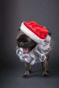 Pug yawning in a Santa hat and beard poster print by Janet Horton.
