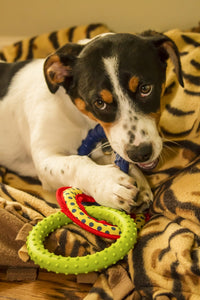 Four month old Fox Terrier Hound mixed breed puppy poster print by Janet Horton, chewing on a ring toy.