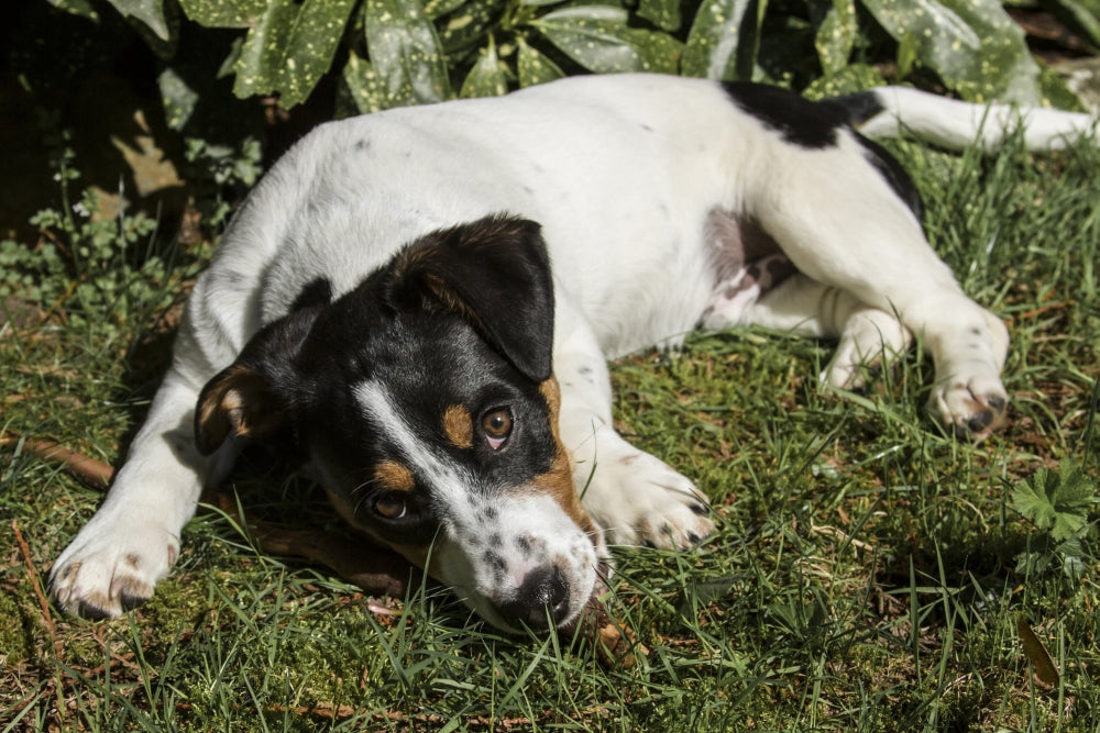 Adorable four-month-old Fox Terrier Hound mixed breed puppy resting outside after play.