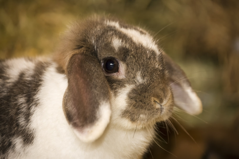 Lop Eared Bunny Sitting on a Bale of Hay Poster Print by Janet Horton