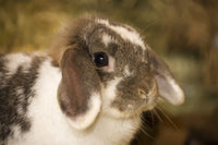 Lop Eared Bunny Sitting on a Bale of Hay Poster Print by Janet Horton
