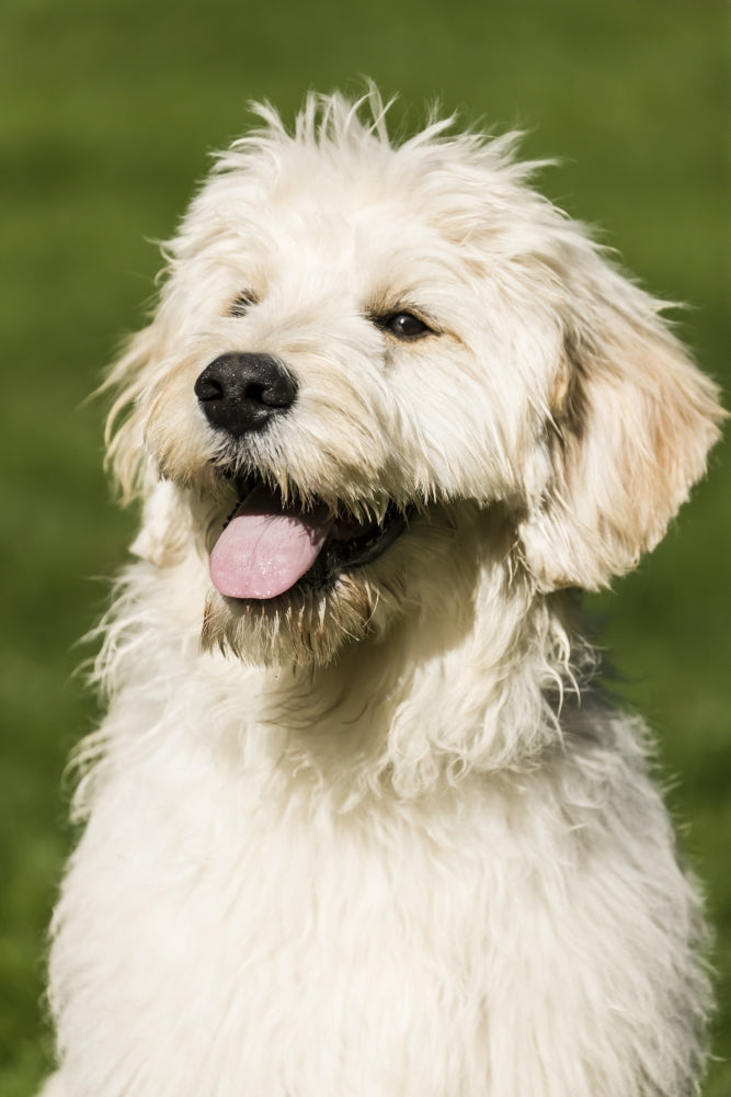 Goldendoodle puppy panting after playtime, poster print by Janet Horton.