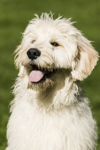 Goldendoodle puppy panting after playtime, poster print by Janet Horton.