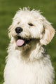 Goldendoodle puppy panting after playtime, poster print by Janet Horton.